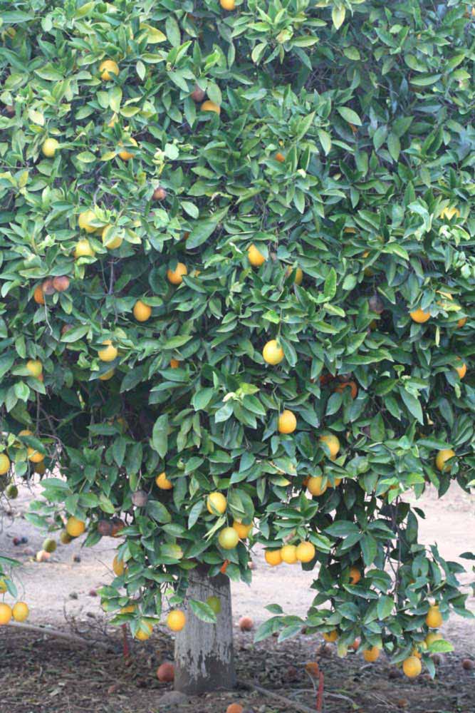              Habit (Riverside, CA)       